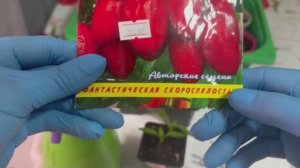 Сею томаты на ранний урожай.