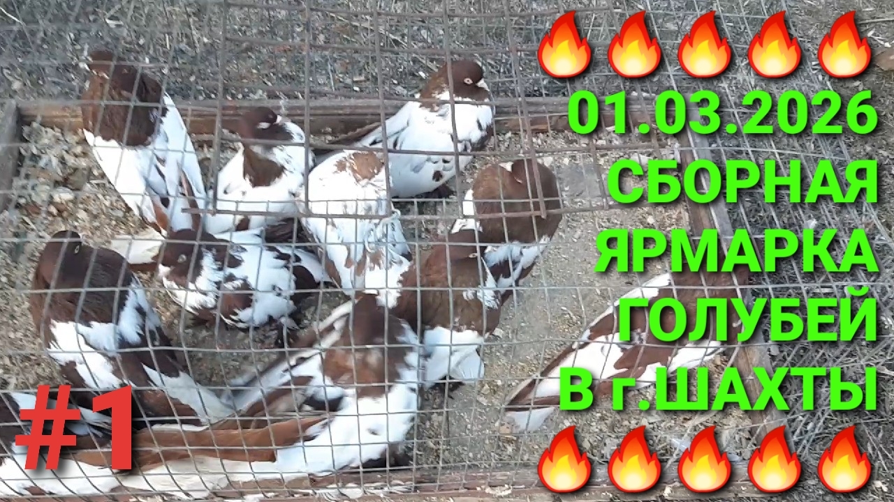🔥🔥🔥 01.03.26 Сборная ярмарка голубей в г.Шахты. Птичий рынок. Часть 1. смотреть онлайн