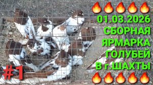 🔥🔥🔥 01.03.26 Сборная ярмарка голубей в г.Шахты. Птичий рынок. Часть 1.
