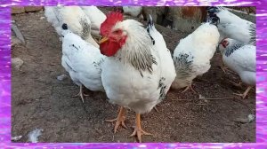 НАРЕЗКА НА ДОМАШНИХ ЖИВОТНЫХ (Видио ) 5 сек 3