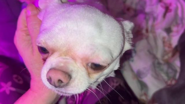 Доброго, воскресного всем утречка. смотреть онлайн