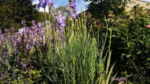 НАТАШЕЧКА -РОМАШЕЧКА автор сл муз испол Наталия Ромашка Печурина баян