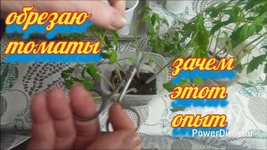 Рассаду томатов обрезаю несколько раз. Опыт. Фильм 1.