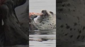 животные тюлень