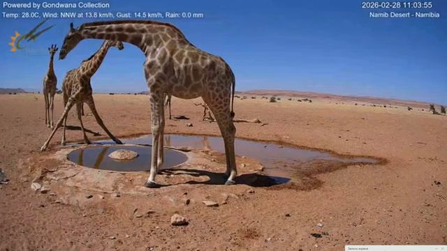 Жирафы на водопое