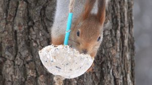 Белки едят сало. Зарисовка