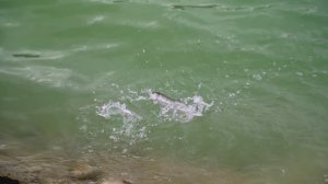 Kalife sa Zaovina 1. Deo EP216_21112023