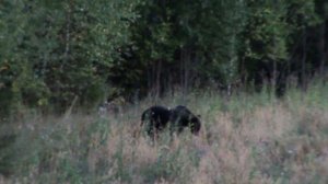 Медведь на овсах