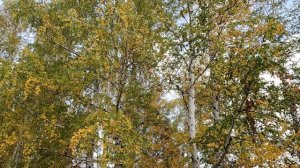 Осень золотая. Березовый лес