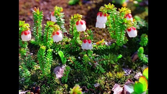 Где меня уже нет