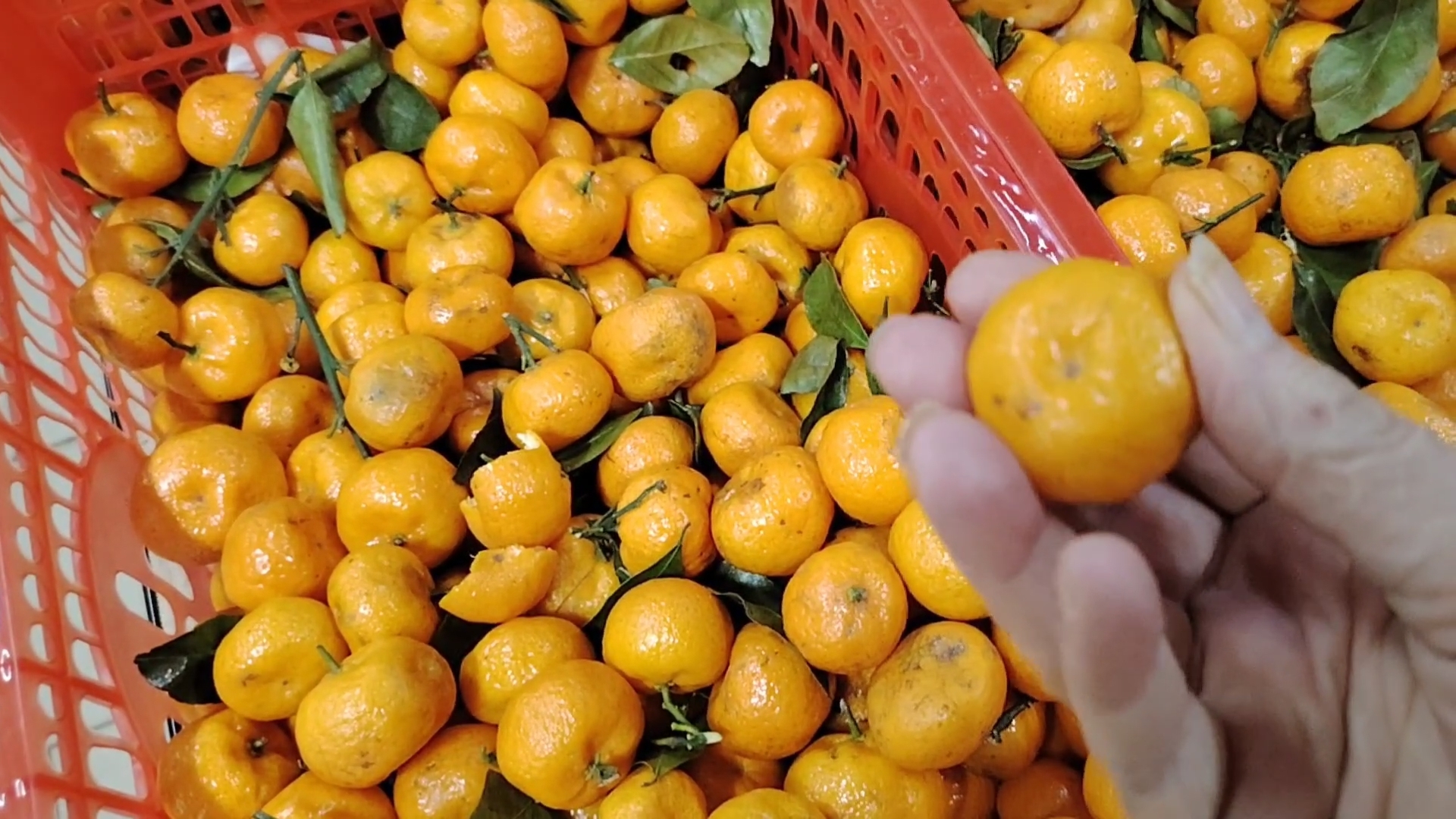 Ейск ! В первый день весны опять магазины и цены, что я делаю с авокадо 01-03-2026 смотреть онлайн