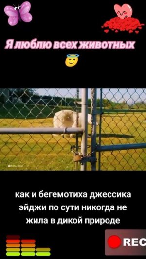 Животные приколы и не только😅