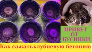 КАК Я ПРОРАЩИВАЮ БЕГОНИЮ ИЗ КЛУБНЯ / ПОРА БУДИТЬ КЛУБНИ БЕГОНИИ