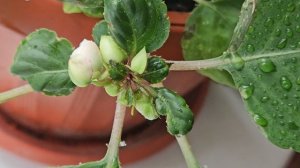 2159.mp4Бальзамин.