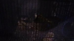 попугай mukbang