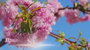 27-02-2026,посев цветов