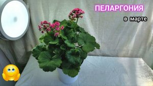 Мои  ПЕЛАРГОНИИ  в марте.