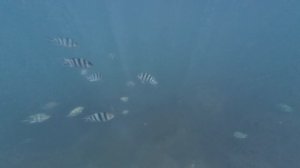 Тур на острова из Ня Чанга, Mun Island beach рыбы камни ежи 3 мин. Вьетнам. Январь 2026.