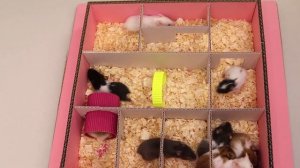 Малыши-хомячки играют в лабиринте [Милые малыши-хомячки]