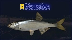 Играем в Russian Fishing 4 ловим пескаря,ельца и другую рыбку на р.Вьюнок. (Трофей уклейки!)