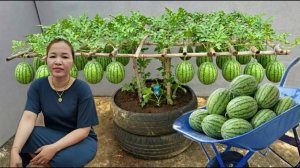 Креативное выращивание арбузов в небольших пространствах в переработанных шинах.