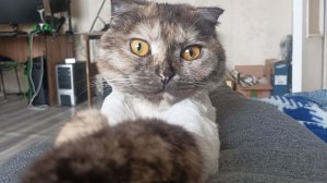 О чём думает кошка?