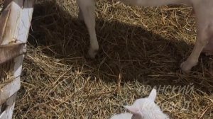 Оранский козовод представляет: новости от Стрекозы.