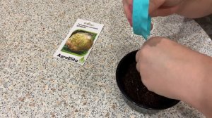 Сельдерей корневой. Диамант 23.02.26