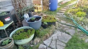 20-Дача..Кашпо с цветами по всему участку😁 16.05.22.