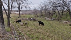 Утренняя дойка, провел ТО авто и уборку в сарае.
