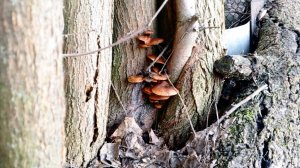 Грибы в первый день весны