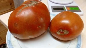 ТОМАТ СЕКРЕТ АЛИФИРОВА