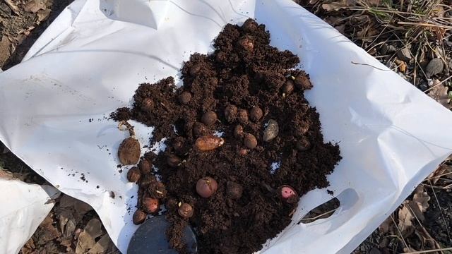 Сажаю медвежий орех в дикую природу!