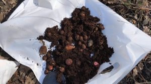 Сажаю медвежий орех в дикую природу!