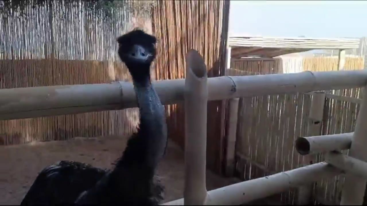 Любопытный страус