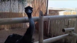 Любопытный страус