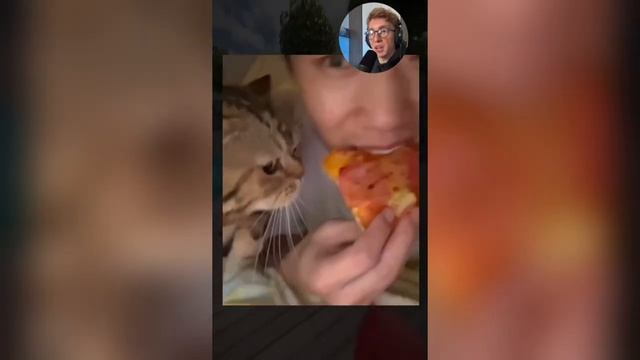 ВИРУСНЫЕ_ВИДЕО_Озвучка_смешных_видео_с_животными_№8