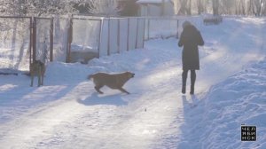 Отлов бездомных собак