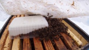 Очищаю улья от снега облет 1 марта 2026 г