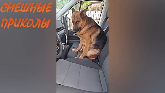 анекдот #анекдот #смехдослез #анегдот #рекомендации #оченьсмешноанекдот #анекдот #смехдослез