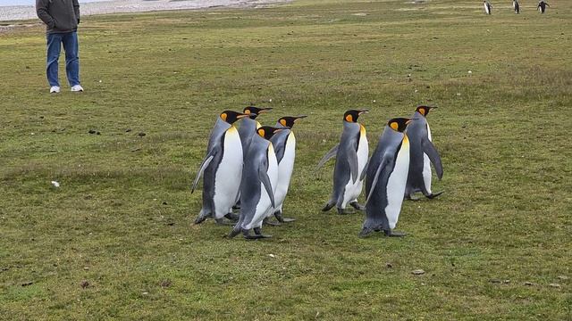 королевские пингвины