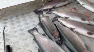 подарочные два хвоста форели