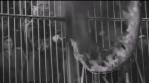 Лев верхом на лошади. Легенды цирка. Э.Запашный