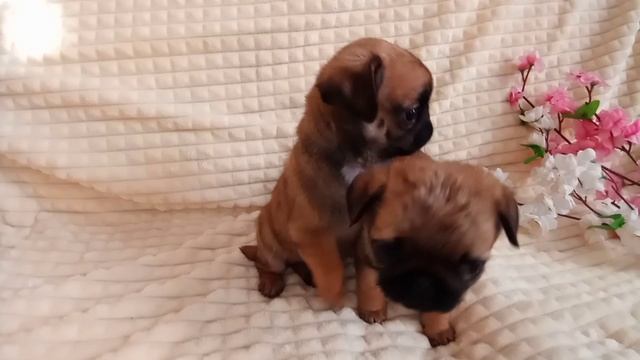 Мопсы 2 мес щенки смотреть онлайн