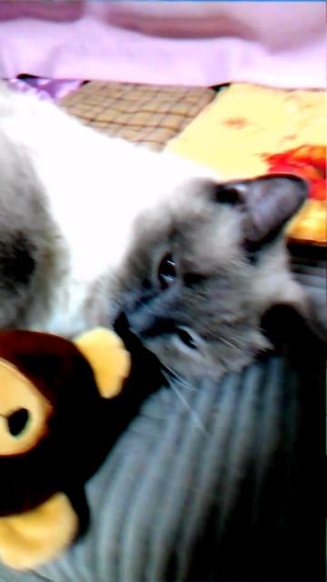 Пушистое симейство .mp4