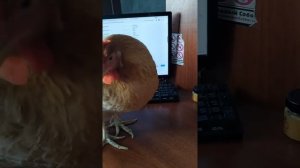 жили были дед и баба