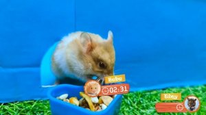 Гонка хомяков по лабиринту, 5 уровней, преодоление препятствий. Игра Angry Birds в «Истории хомяков»