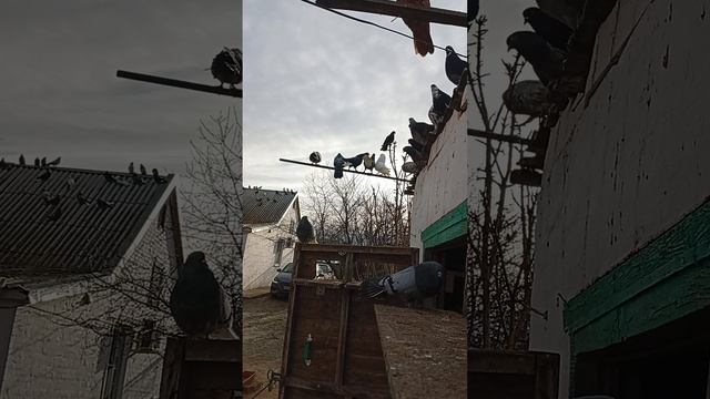 мои голуби, Ростовская область Сальский р-н смотреть онлайн