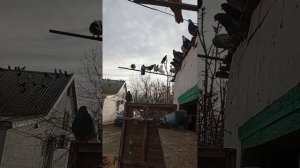 мои голуби, Ростовская область Сальский р-н