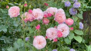 Август в Саду Вечер 8 августа 2025 часть 2